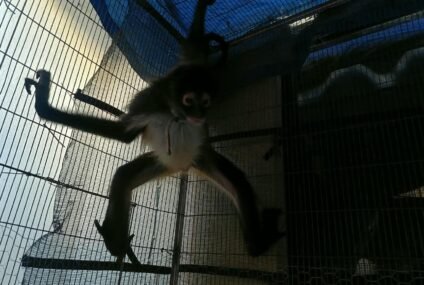 Asegura Fiscalía General un mono araña en condiciones de cautiverio en Uruapan