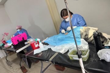 Esterilizan a 34 mascotas durante jornada gratuita en la Jurisdicción Sanitaria 05 de Uruapan